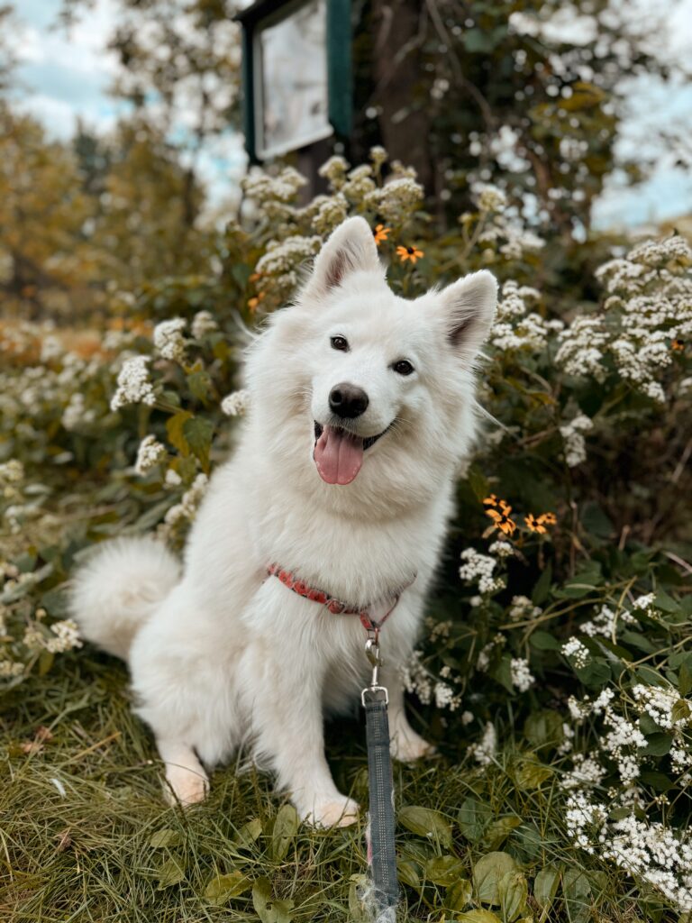 ACS_0287 The stir and gather blog puppy dog Poppy the samoyed in beautiful white flowers in Minnesota