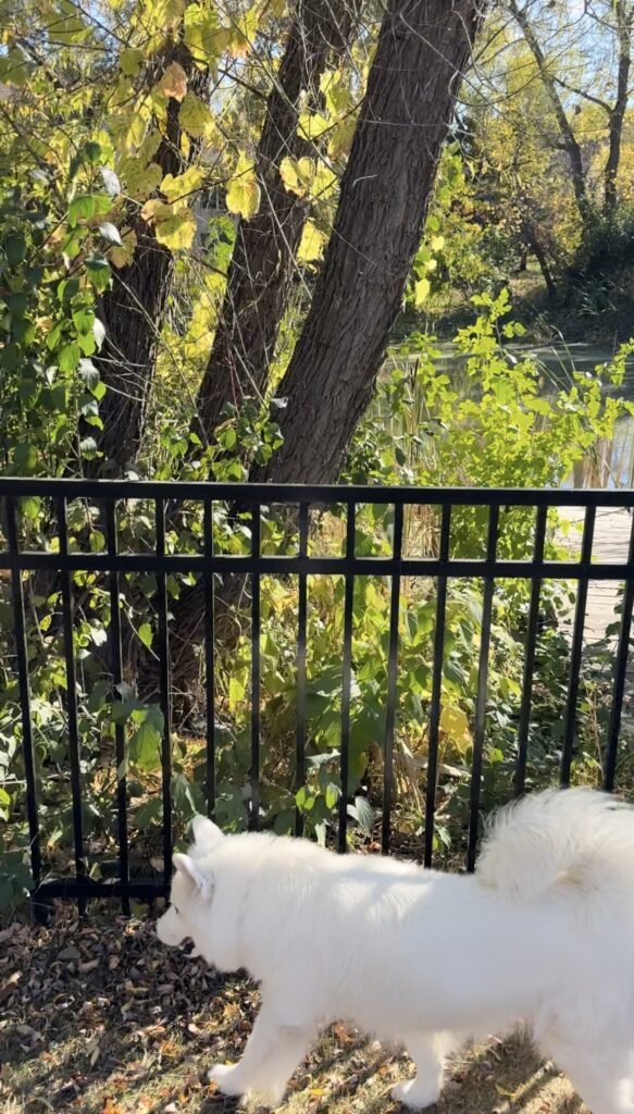 finding branches in the stir and gather blog backyard for a natural element with Poppy the samoyed