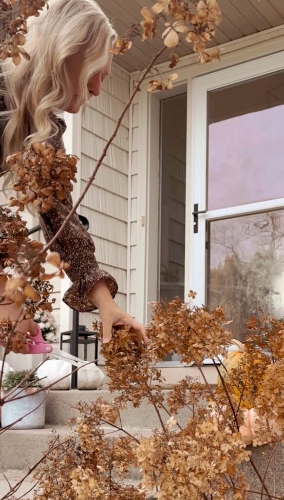 stir and gather cutting dried hydrangeas