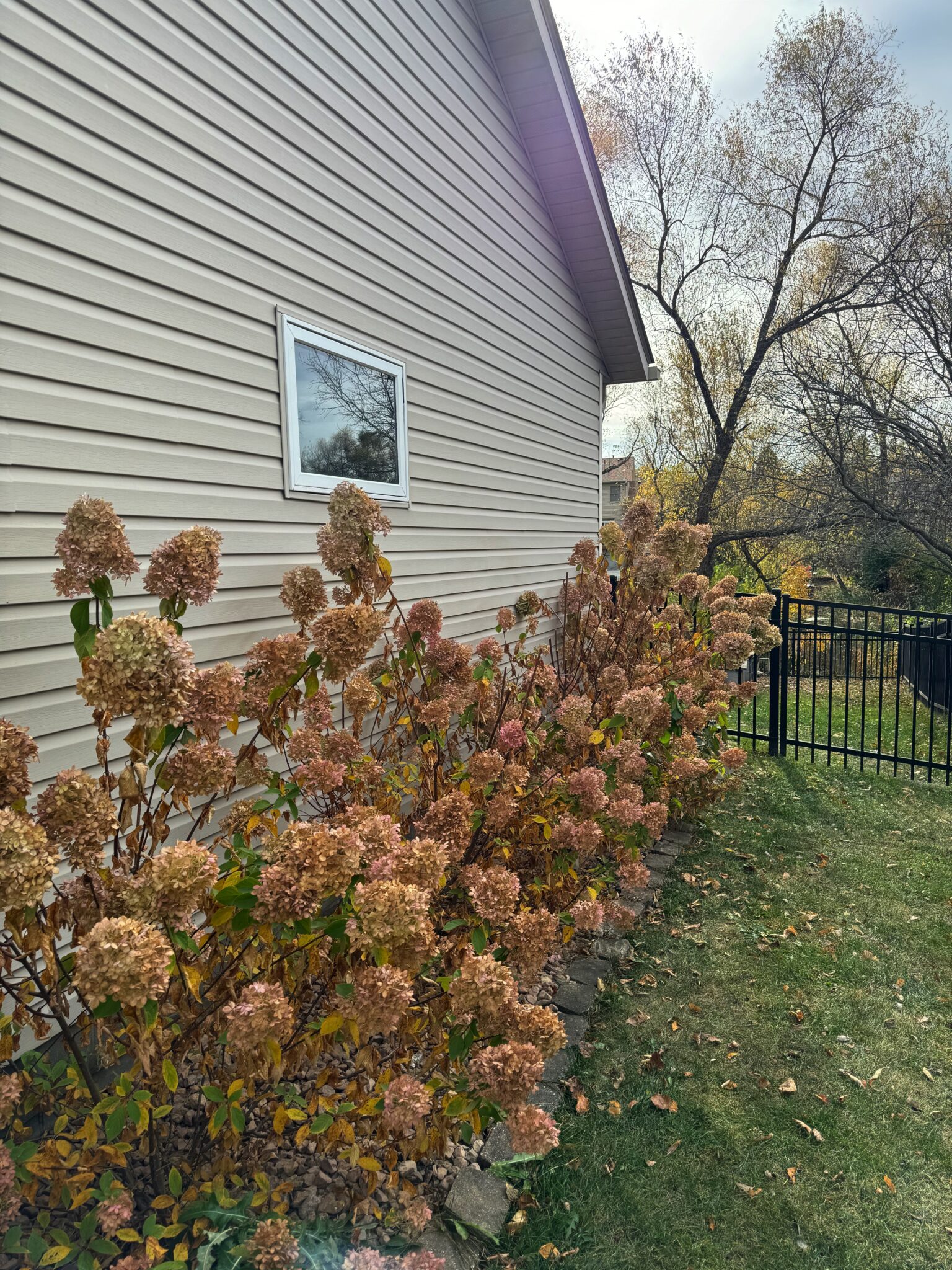 Dried Hydrangeas For Fall And Thanksgiving Front Porch Decor - stir and ...
