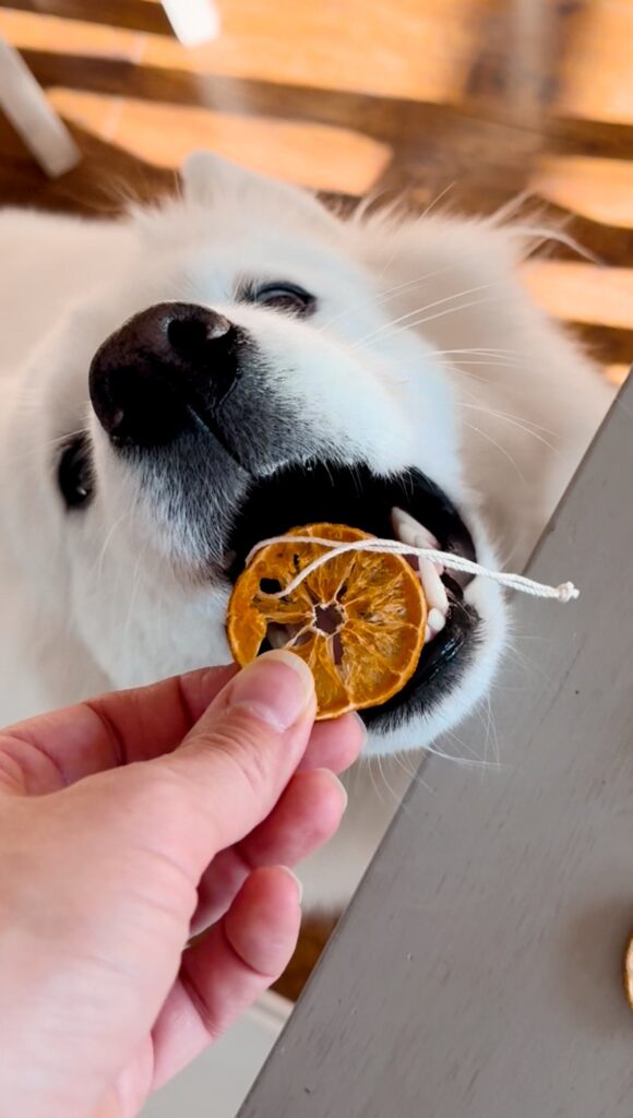 samoyed Poppy biting dried orange slice