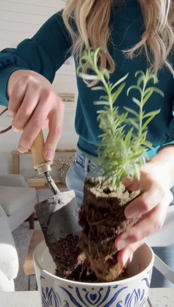 stir and gather planting rosemary in the kitchen